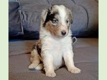 puppies