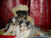 puppies