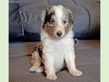 puppies