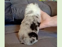 puppies