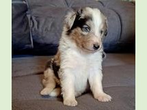 puppies