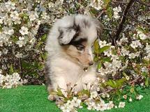 puppies