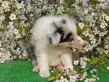 puppies