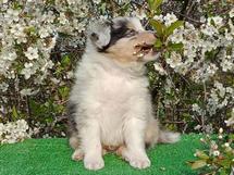 puppies