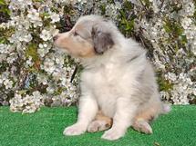 puppies