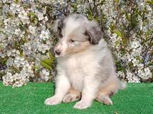 puppies