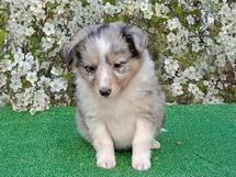 puppies