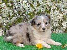 puppies