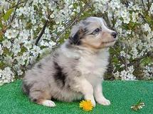 puppies