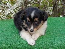 puppies