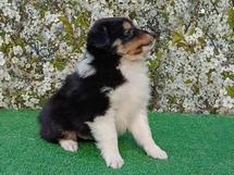 puppies