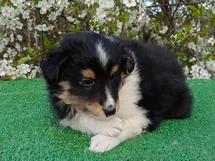 puppies