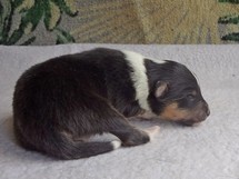 puppies