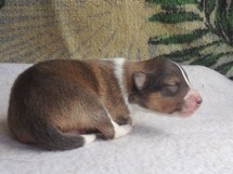 puppies