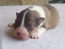 puppies