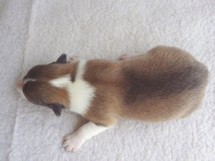 puppies