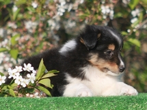 puppies