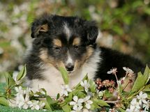 puppies