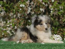 puppies