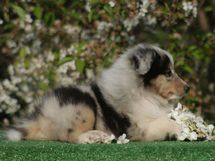 puppies