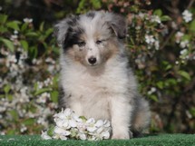 puppies