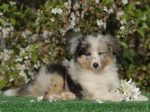 puppies