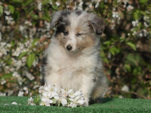 puppies
