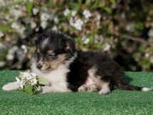 puppies
