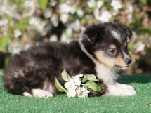 puppies