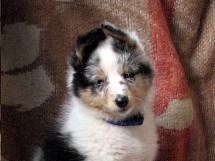 puppies
