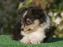 puppies