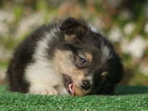 puppies