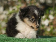 puppies
