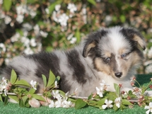 puppies