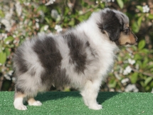 puppies