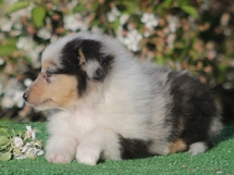 puppies