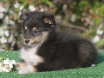 puppies