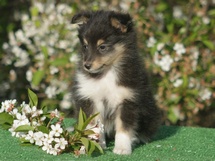 puppies
