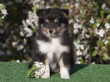 puppies