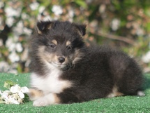 puppies