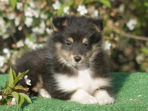 puppies