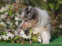 puppies