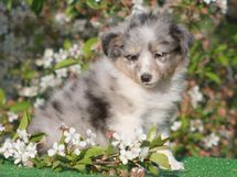 puppies