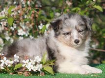 puppies