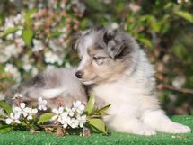 puppies