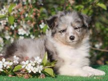 puppies