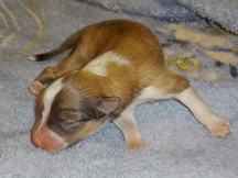 puppies