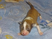 puppies