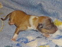 puppies