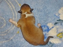 puppies